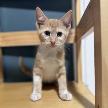 Domestic Short Hair Cats Available for Adoption in Bentonville, Arkansas - Bronco | PetCurious