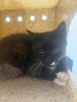 Domestic Long Hair and Domestic Short Hair Cats Available for Adoption in West Chester, Pennsylvania - Arugula | PetCurious