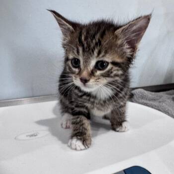Blue -  Domestic Short Hair Cat Available for Adoption in Fairmont, West Virginia - Blue | PetCurious