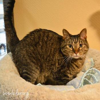 Domestic Short Hair Cats Available for Adoption in Cheyenne, Wyoming - Chun Li | PetCurious
