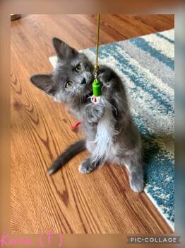 Korra -  Domestic Medium Hair Cat for Adoption in Clarksville, Tennessee - Korra | PetCurious