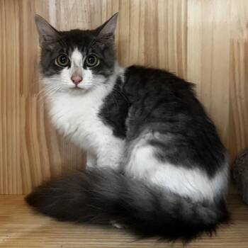 Ducky -  Domestic Medium Hair Cat for Adoption in Yucca Valley, California - Ducky | PetCurious