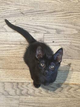 Domestic Short Hair Cats Available for Adoption - Russell | PetCurious