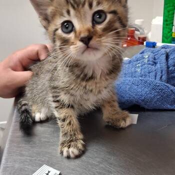 Arnold -  Domestic Medium Hair Cat for Adoption in Birmingham, Alabama - Arnold | PetCurious