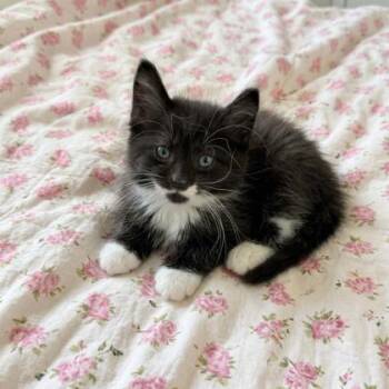 Homer -  Domestic Medium Hair and Domestic Short Hair Cat for Adoption in Gwinn, Michigan - Homer | PetCurious