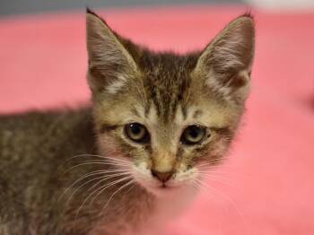 Roadrunner -  Domestic Short Hair Cat for Adoption in Portland, Oregon - Roadrunner | PetCurious