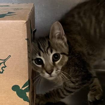 Woody the Cowboy -  Domestic Short Hair Cat for Adoption in Baltimore, Maryland - Woody The Cowboy | PetCurious