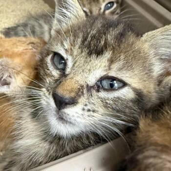 Calcifer -  Domestic Short Hair Cat for Adoption in Lake Panasoffkee, Florida - Calcifer | PetCurious