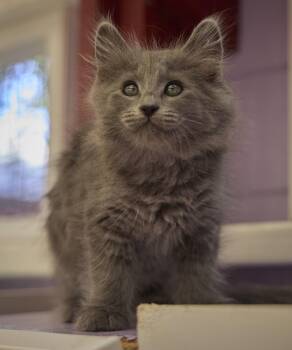 Bonny -  Domestic Long Hair Cat for Adoption in Santa Barbara, California - Bonny | PetCurious