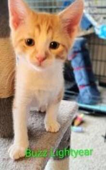 Buzz Lightyear -  Domestic Short Hair Cat for Adoption in Newport, Kentucky - Buzz Lightyear | PetCurious