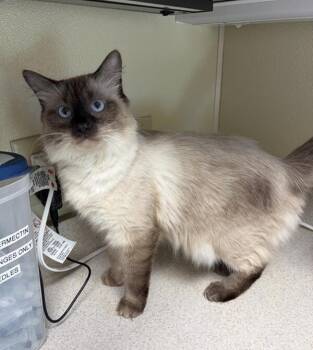 Nakia -  Siamese and Domestic Medium Hair Cat for Adoption in Black Eagle, Montana - Nakia | PetCurious
