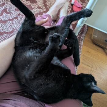 Moose -  Domestic Short Hair Cat for Adoption in Westport, Connecticut - Moose | PetCurious
