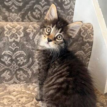 Ryder -  Domestic Medium Hair and Domestic Short Hair Cat for Adoption in Wheaton, Illinois - Ryder | PetCurious
