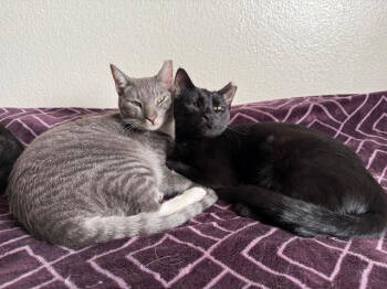 Rescue Domestic Short Hair Cats for Adoption in Woodland, California - Yossi | PetCurious
