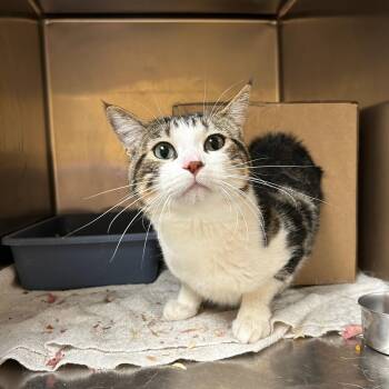 Mort -  Domestic Short Hair Cat for Adoption in Lindon, Utah - Mort | PetCurious