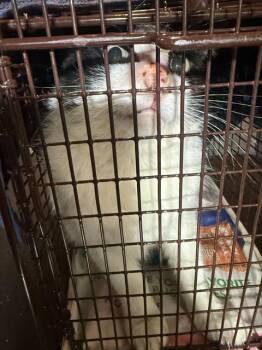 TUX -  Domestic Short Hair Cat for Adoption in San Antonio, Texas - TUX | PetCurious
