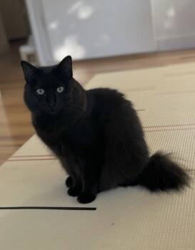 Shakibby COURTESY POST -  Domestic Long Hair and Maine Coon Cat for Adoption in Napa, California - Shakibby COURTESY POST | PetCurious