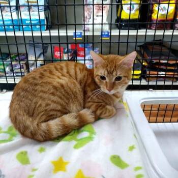 Rescue Domestic Short Hair Cats for Adoption in Miami, Florida - COURTESY POST: Sammy | PetCurious