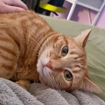 Nico (and Snowball) -  Tabby and Domestic Short Hair Cat for Adoption in Tulsa, Oklahoma - Nico (and Snowball) | PetCurious
