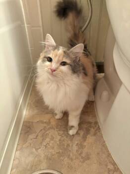 Rescue Domestic Long Hair and Calico Cats for Adoption in Denver, Colorado - PuttPutt | PetCurious