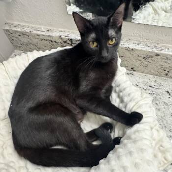 Domestic Short Hair Cats Available for Adoption in Dallas, Texas - Lady Noir | PetCurious