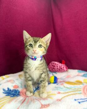 Skyla -  Tabby Cat Available for Adoption in Tavares, Florida - Skyla | PetCurious