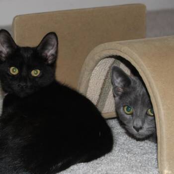 Rescue Domestic Short Hair and Russian Blue Cats for Adoption in Durham, North Carolina - Oliver | PetCurious