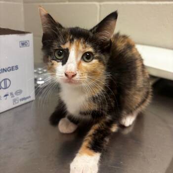 Tohru -  Domestic Short Hair Cat for Adoption in Bristol, Indiana - Tohru | PetCurious