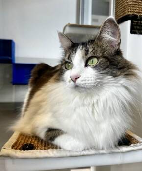 MONA -  Maine Coon and Domestic Short Hair Cat for Adoption in San Francisco, California - MONA | PetCurious