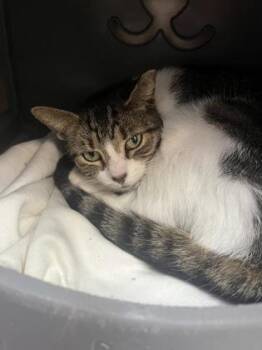 Domestic Short Hair Cats Available for Adoption in Largo, Florida - Ocean | PetCurious