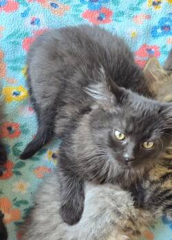Rescue Domestic Long Hair Cats for Adoption in Rossville, Maryland - Salem | PetCurious