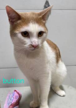Button -  Domestic Short Hair Cat for Adoption in Cloquet, Minnesota - Button | PetCurious