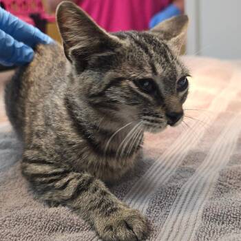 BooBerry -  Domestic Short Hair Cat for Adoption in Milan, Illinois - BooBerry | PetCurious