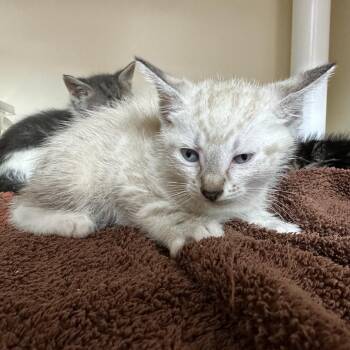 Siamese Cats Available for Adoption in Hinesville, Georgia - Thingamajig | PetCurious