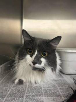 Darcy ll -  Domestic Long Hair Cat for Adoption in Lunenburg, Massachusetts - Darcy Ll | PetCurious