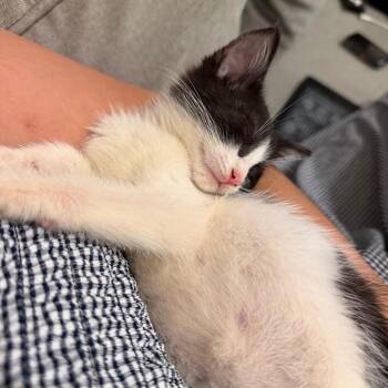 Kicks -  Domestic Short Hair Cat for Adoption - Kicks | PetCurious