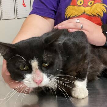 Toad Frog -  Domestic Long Hair Cat for Adoption in Monroe, Louisiana - Toad Frog | PetCurious