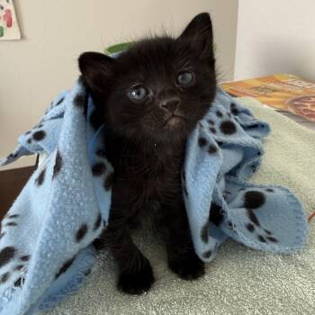 Bumble -  Domestic Short Hair Cat Available for Adoption in Davis, California - Bumble | PetCurious