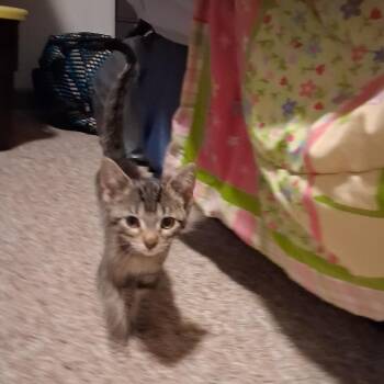 Jane -  Domestic Short Hair Cat for Adoption in Springfield, Illinois - Jane | PetCurious