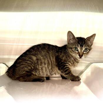 Kaedyn -  Domestic Short Hair Cat for Adoption in Los Angeles, California - Kaedyn | PetCurious