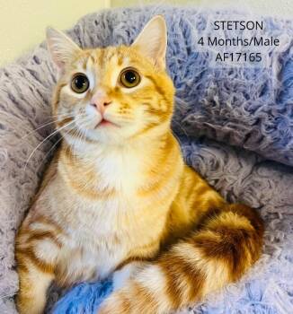Stetson -  Domestic Short Hair Cat for Adoption - Stetson | PetCurious