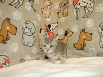 SAFFRON -  Domestic Short Hair Cat for Adoption in San Jose, California - SAFFRON | PetCurious
