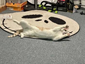 Tyson -  Domestic Short Hair Cat for Adoption in Melville, New York - Tyson | PetCurious
