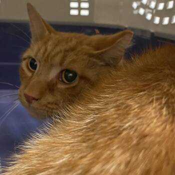 71596 -  Domestic Short Hair Cat for Adoption in Harrisonburg, Virginia - 71596 | PetCurious