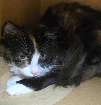 LACEY -  Calico and Tortoiseshell Cat for Adoption in Conway, South Carolina - LACEY | PetCurious
