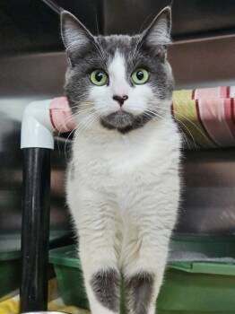 Rescue Domestic Short Hair Cats for Adoption in Riverbank, New Brunswick - Kami | PetCurious