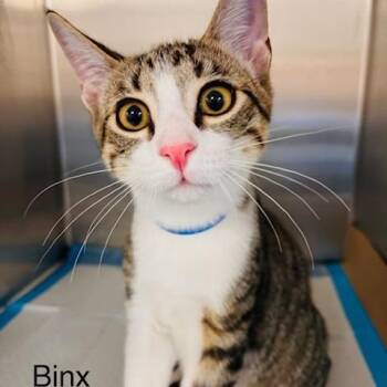 Domestic Short Hair Cats Available for Adoption in Westhampton, New York - Binx | PetCurious
