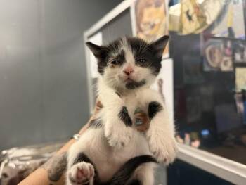 Domestic Short Hair Cats Available for Adoption in Doral, Florida - A2782669 | PetCurious