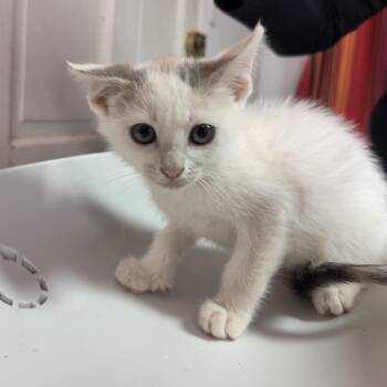 Harley -  Domestic Short Hair Cat for Adoption in Leander, Texas - Harley | PetCurious