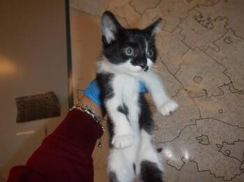 Domestic Short Hair Cats Available for Adoption in San Jose, California - A1405425 | PetCurious
